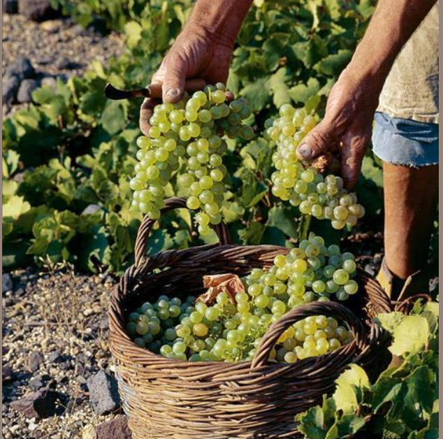 Σταφύλια τα υπέροχα αυτά δώρα της φύσης